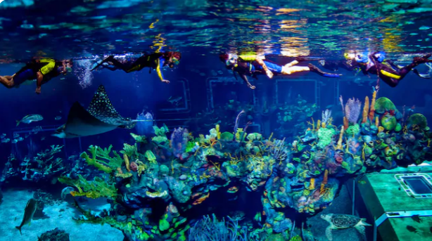 Disney Aquarium