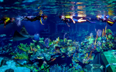 The Epcot Seas Adventures – Aqua Tour