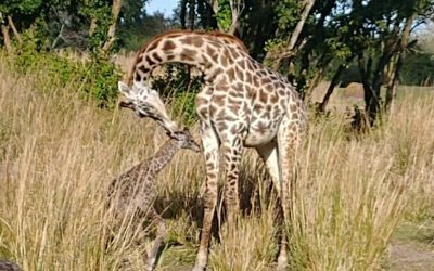Meet The Newest Resident of Animal Kingdom!