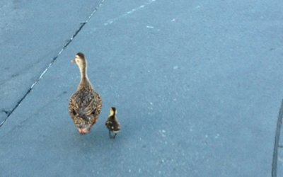 The Ducks of Disney