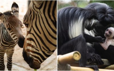 The Stork has Arrived at Animal Kingdom – the Newest Baby Animals of 2020!