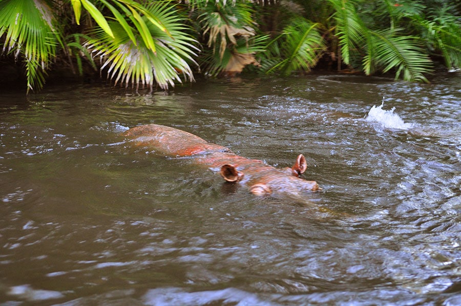 Murky waters of the Jungle Cruise