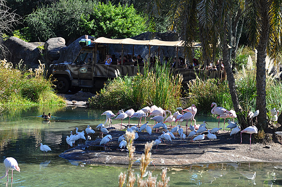Kilimanjaro Safaris