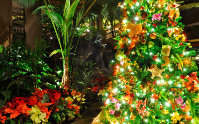 Five of Our Favorite Walt Disney World Christmas Trees
