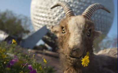 The Low Down on Billy the Goat