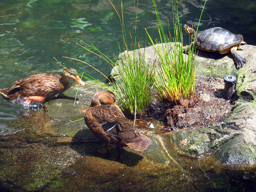 Disney Ducks