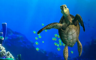 10 Things You May Not Know About Turtle Talk With Crush