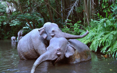 The Jungle Cruise: By the Numbers