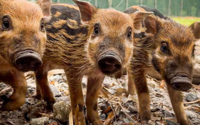 Meet the Newest Baby Animals at Walt Disney World