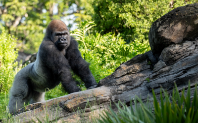 Meet Bakari, the New Silverback Gorilla at Gorilla Falls Exploration Trail