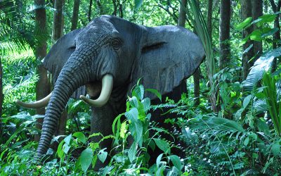 The Legend of Albert Awol and the Jungle Cruise